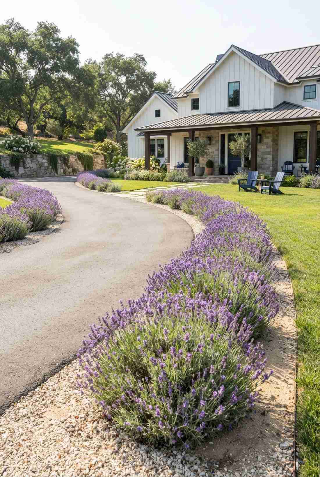 lavender borders