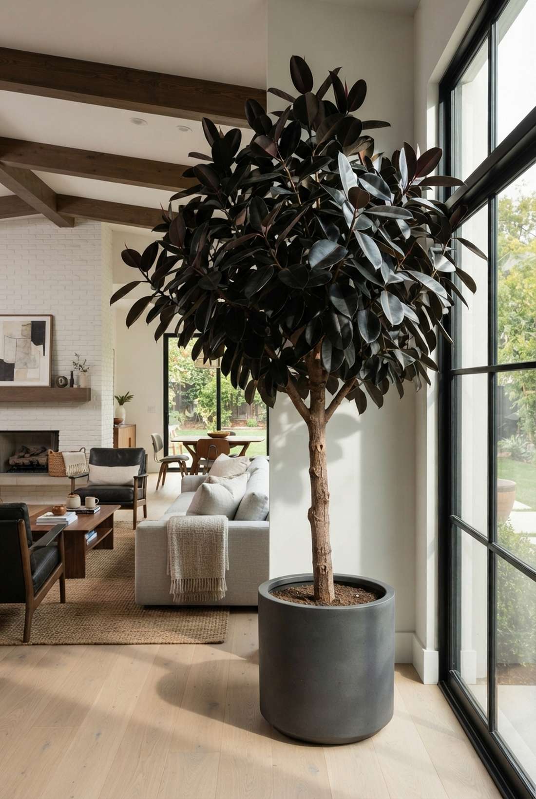 ficus elastica rubber tree