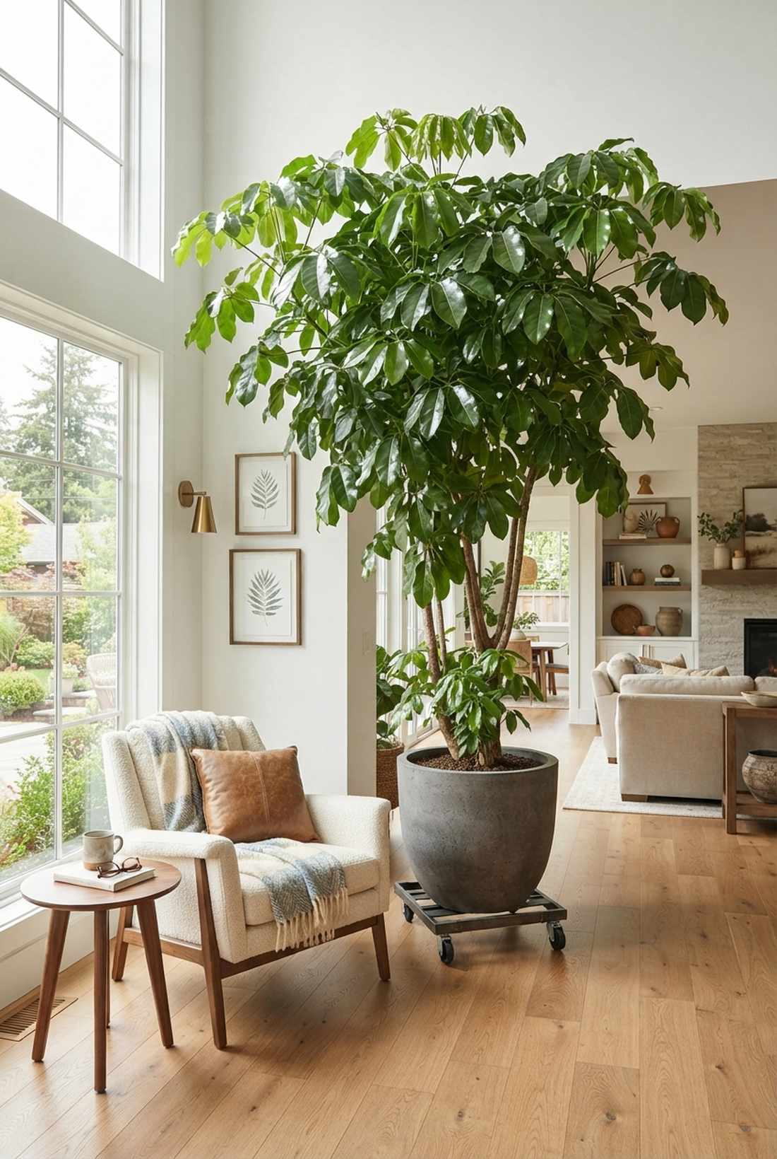 schefflera actinophylla umbrella tree