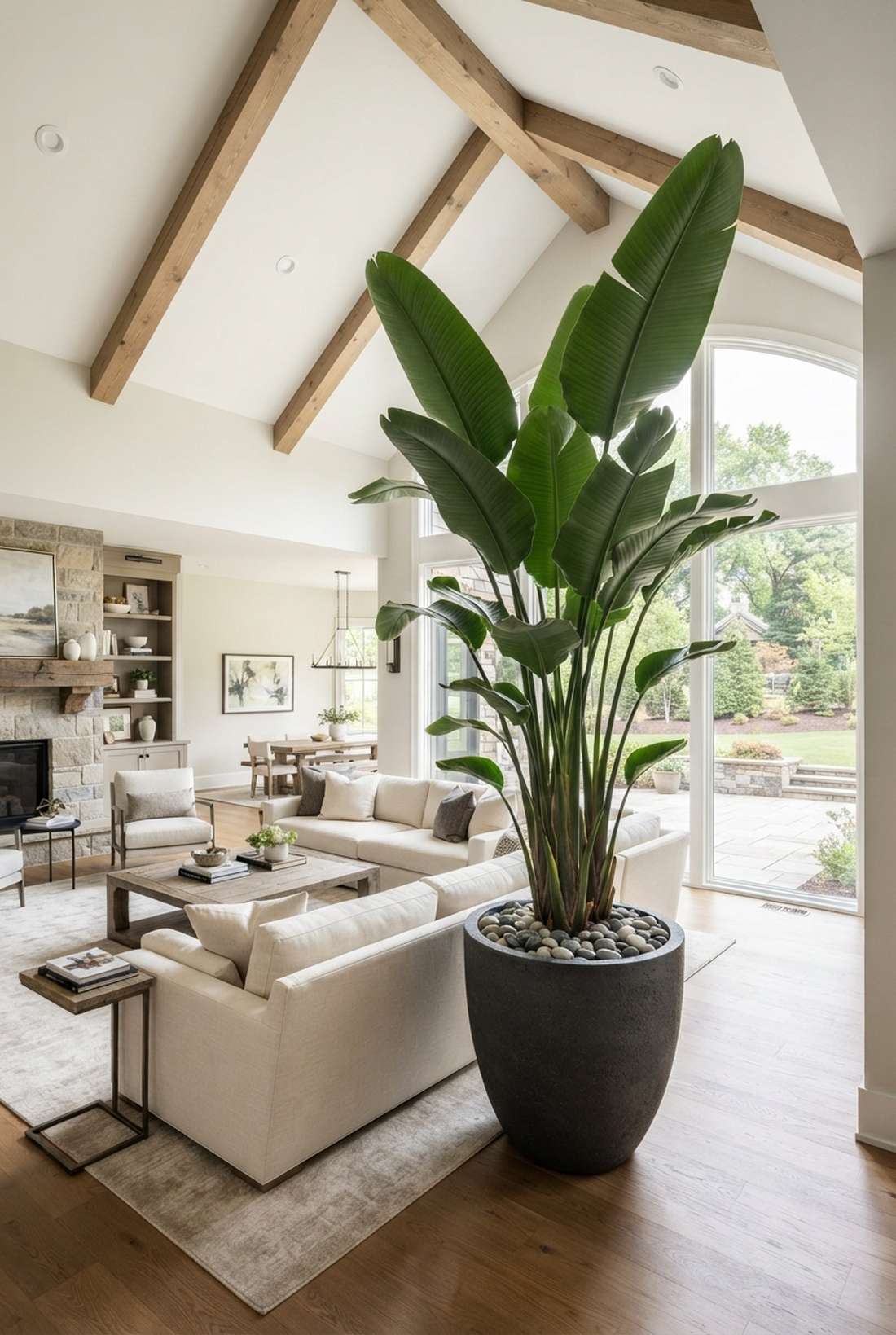 strelitzia nicolai