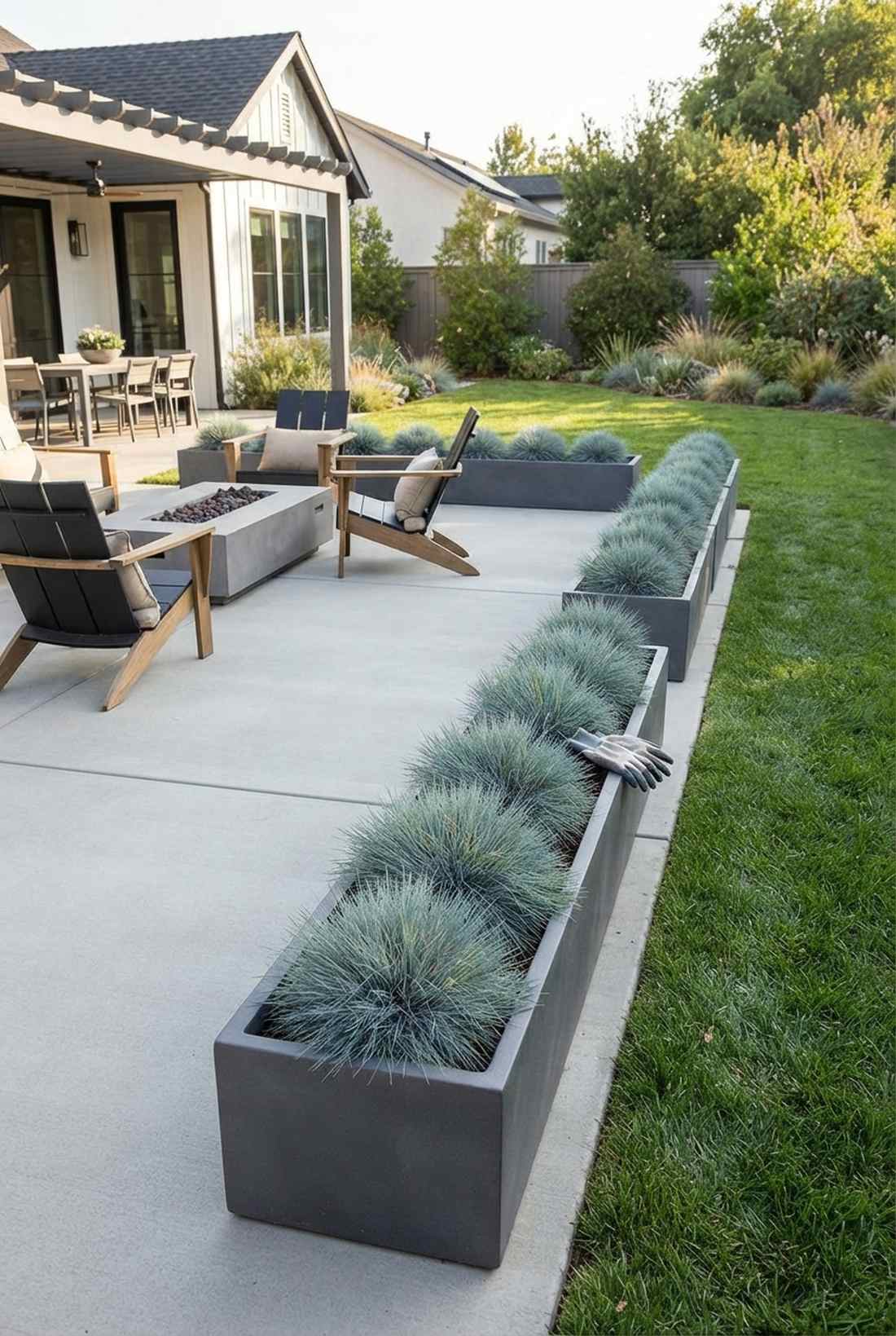 blue fescue
