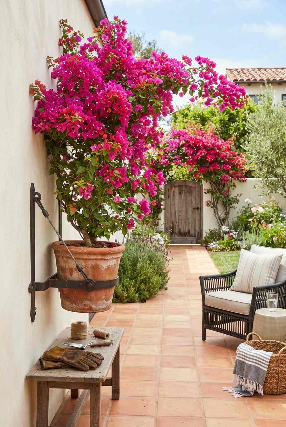 bougainvillea